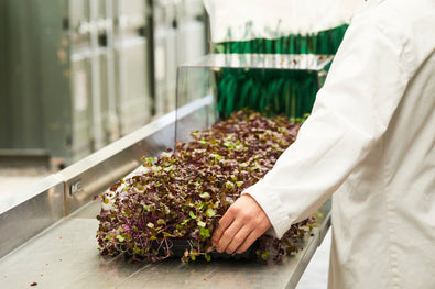Kale Microgreens: A Nutrient-Packed Superfood for Wellness