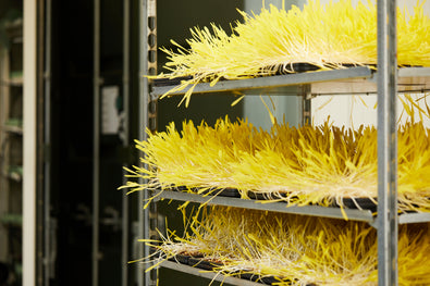 Sweetcorn Microgreens: A Sweet Nutritional Treat for Wellness