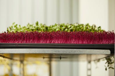 Beetroot Microgreens: A Colourful Boost to Health and Wellness