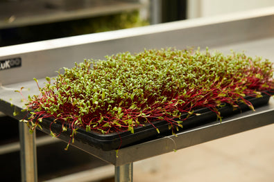 Swiss Chard Microgreens: A Colourful and Nutritious Wellness Boost