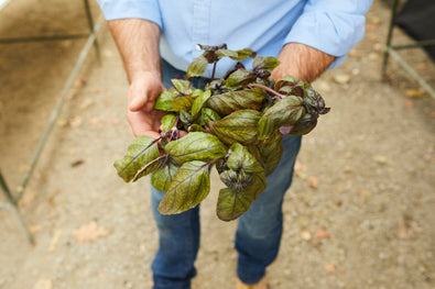 Basil Microgreens: A Flavourful Wellness Booster