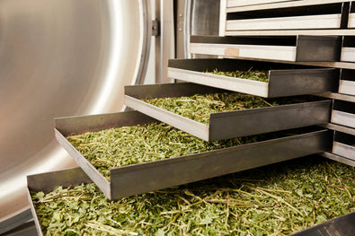 From Seed to Supplement: How we create Pure Greens