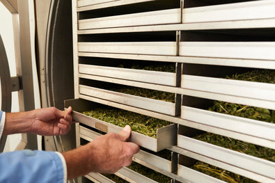 Flax Microgreens: A Nutty and Nutrient-Dense Superfood