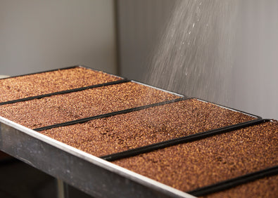 Cress Microgreens: Peppery and Nutrient-Packed for Health
