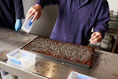 Sunflower Microgreens: A Nutrient-Rich Energy Booster