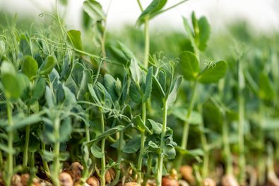 Pea Microgreens: A Protein Powerhouse