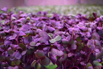 Radish Microgreens: A Peppery Punch for Increased Nutrition