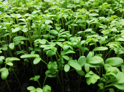 Rocket Microgreens: A Peppery Boost for Health and Wellness